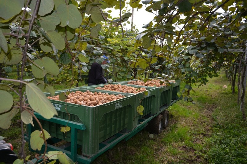 ORGANIC KIWI TRE CASTELLI - RIGHETTI VERONA