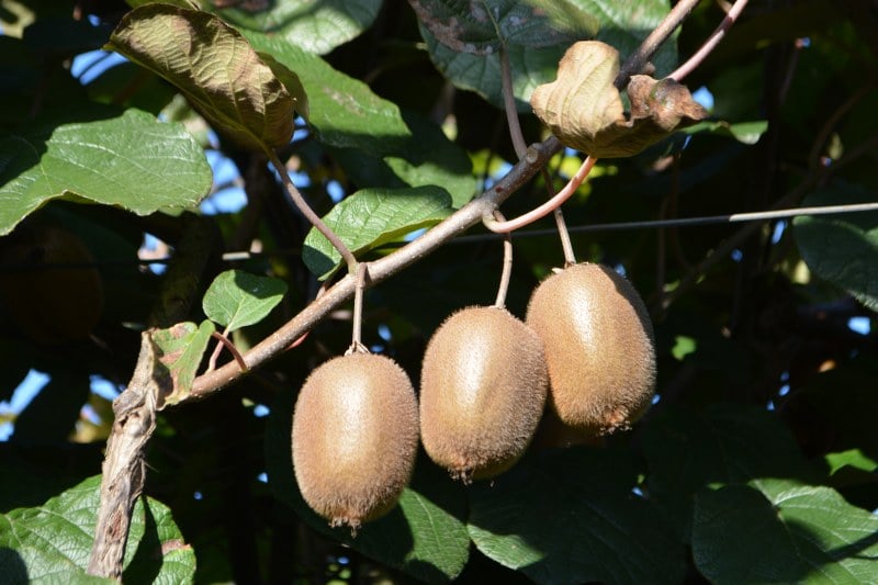 ORGANIC KIWI TRE CASTELLI - RIGHETTI VERONA