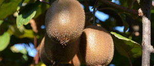 Produzione kiwi biologici