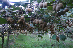 PRODUZIONE KIWI ITALIANA