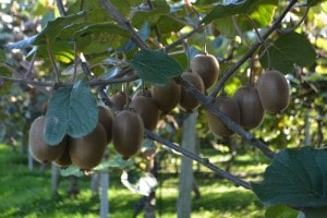 KIWI BIOLOGICI TRE CASTELLI - RIGHETTI VERONA