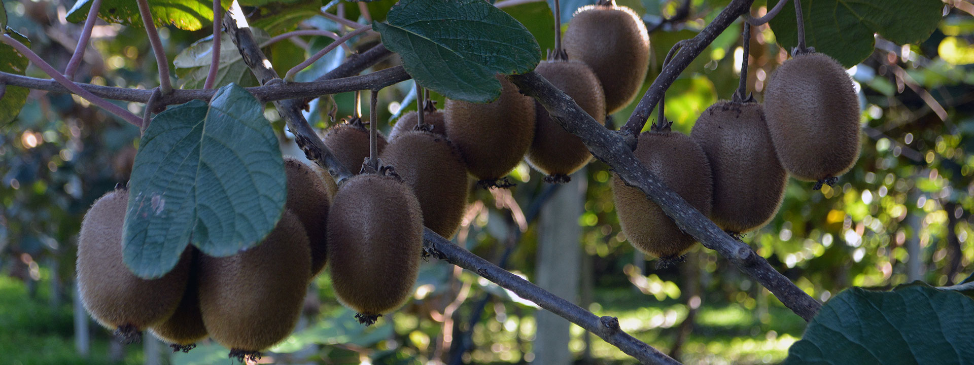 Kiwi Biologici Verona Tre Castelli